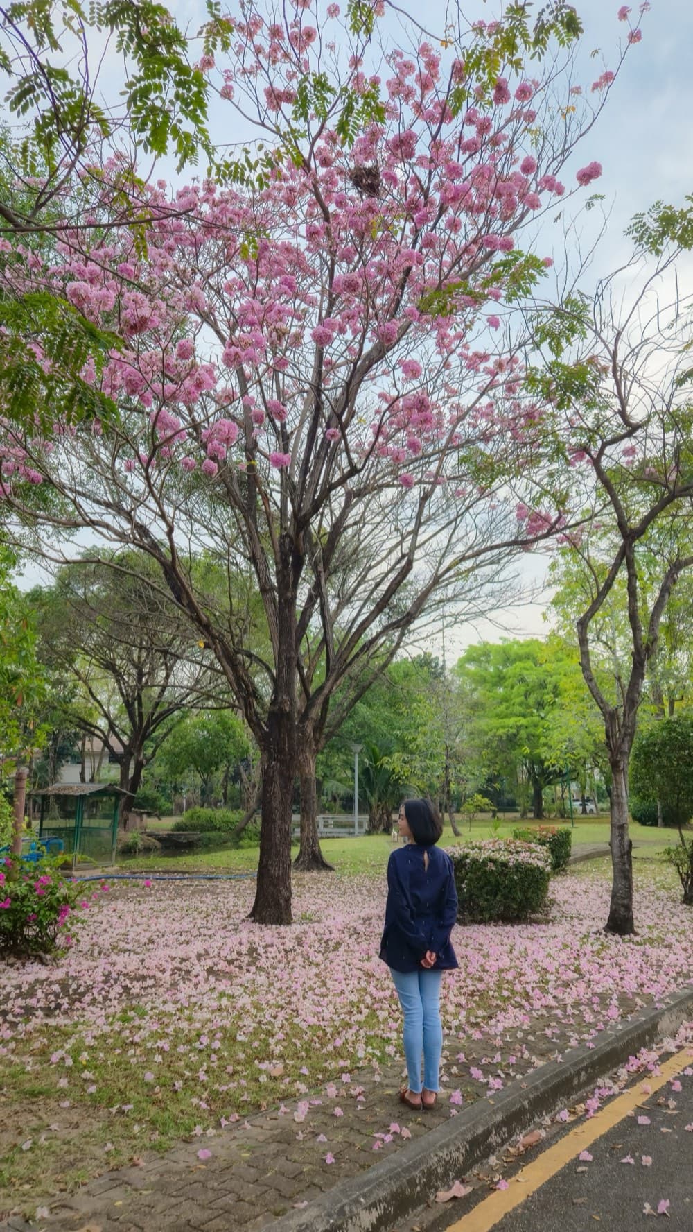 Forest Bathing · Recovery